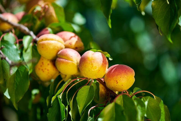 Fruit development