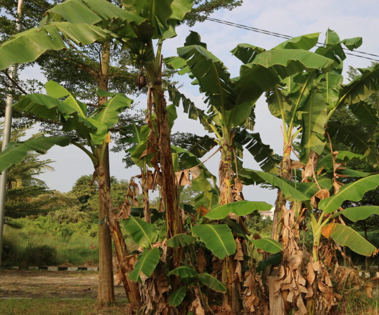 Rapid vegetative growth
