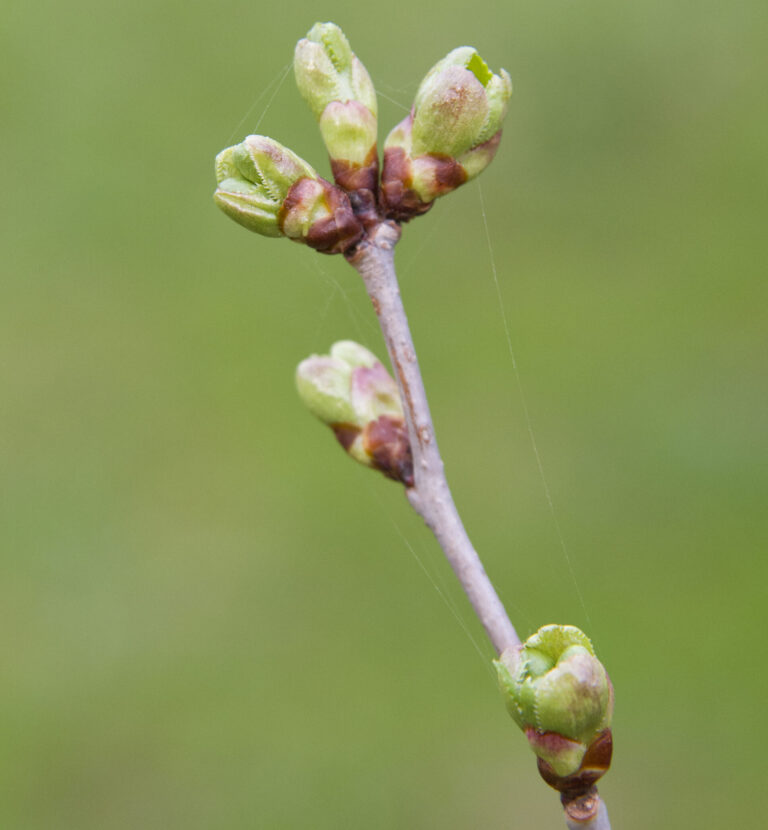 Swollen Bud