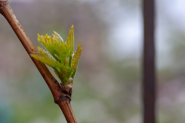 Bud break