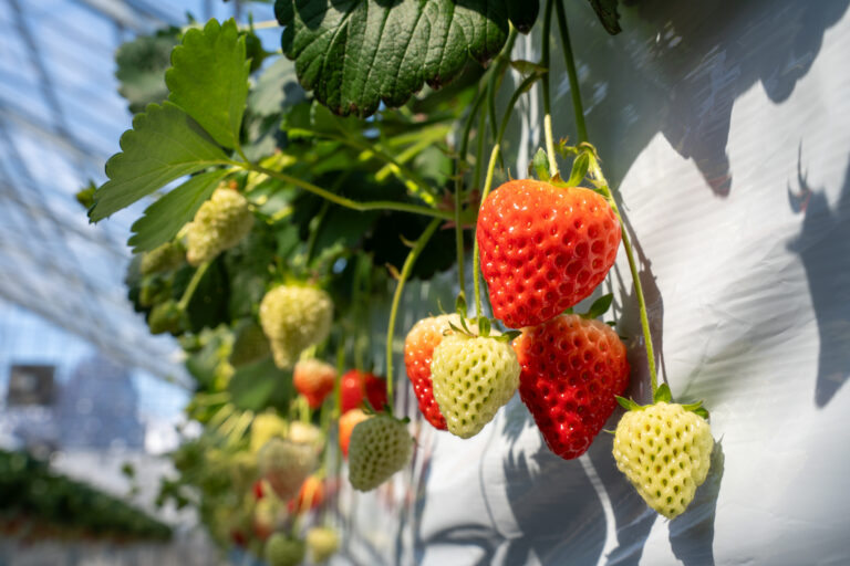 Maturation & harvest