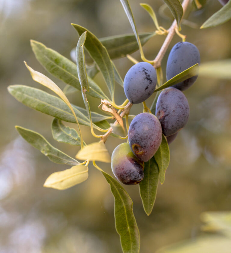 Ripening
