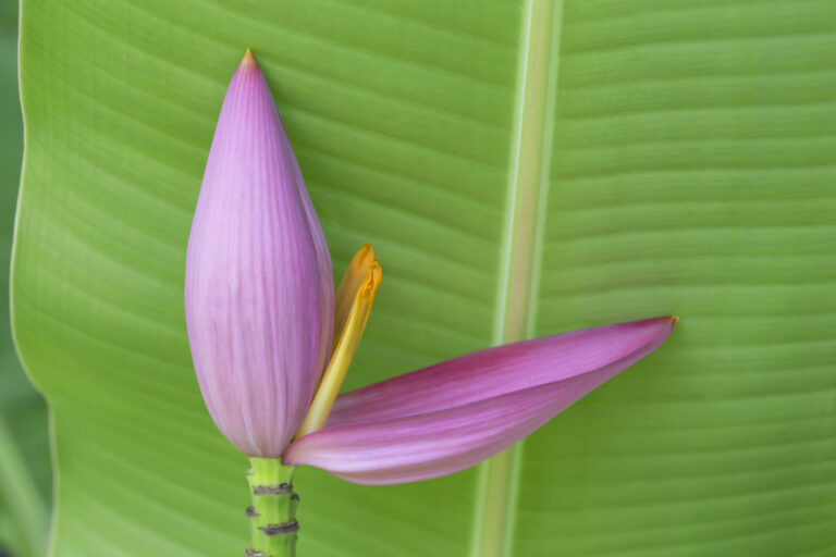 Flowering