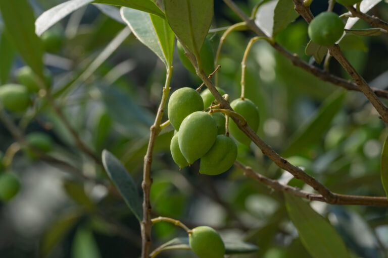 Fruit set