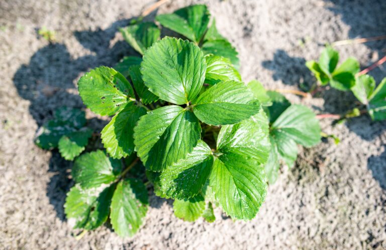 Vegetative growth