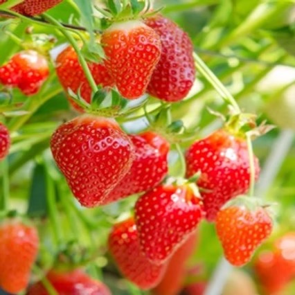 Maturation & Harvest