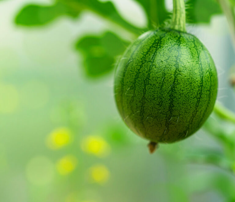 Fruit set & early enlargement