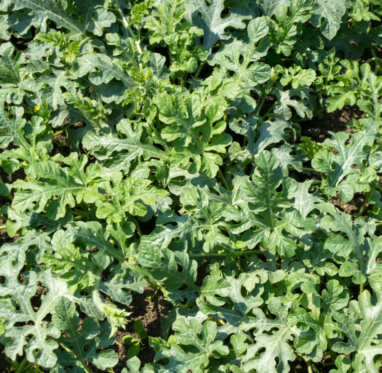 Vegetative Growth