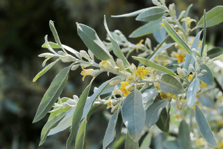 Flowering