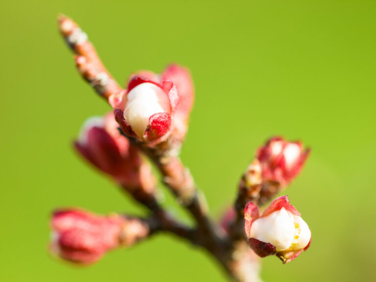 White Bud