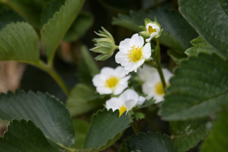 Flower initiation & bloom
