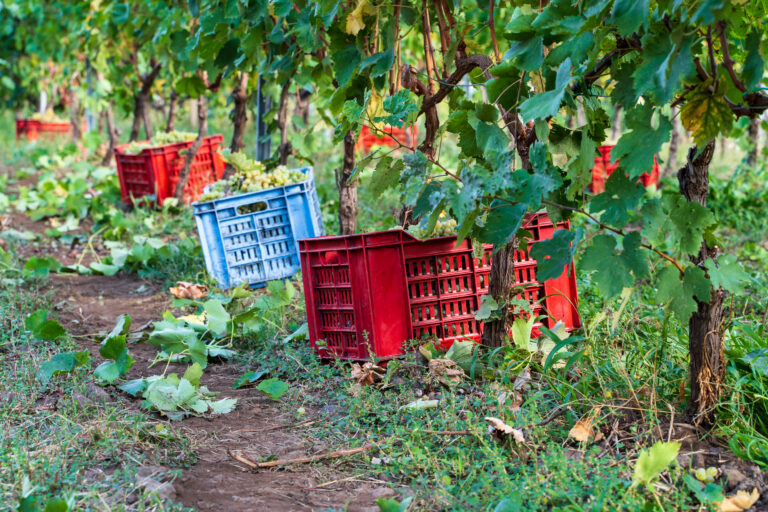 Post Harvest