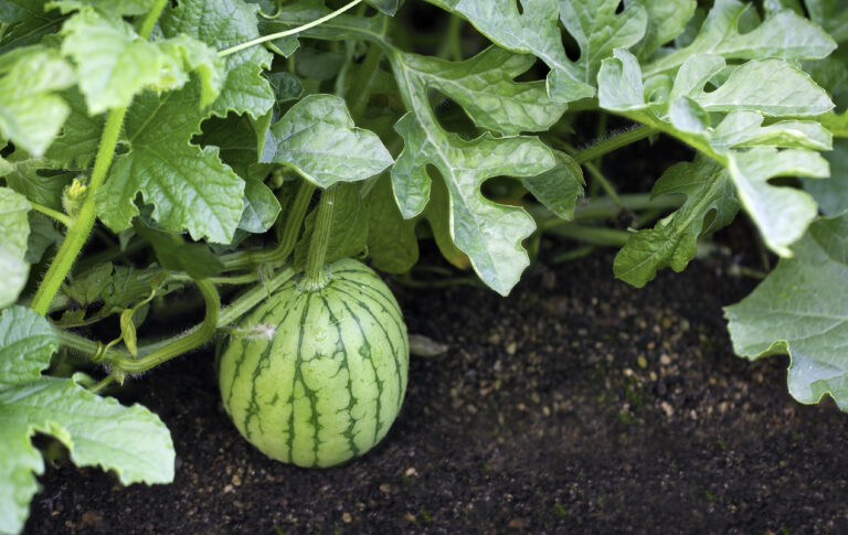 Fruit development