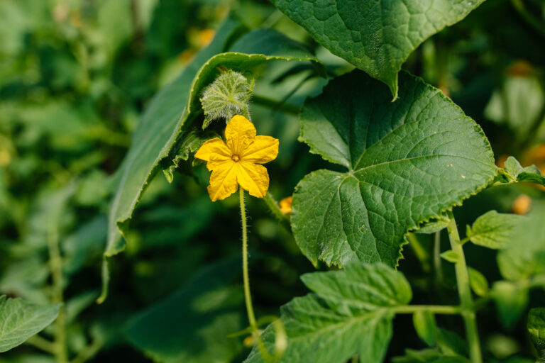 Flowering
