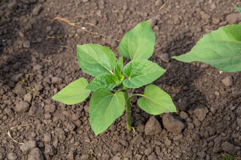 Plant Establishment