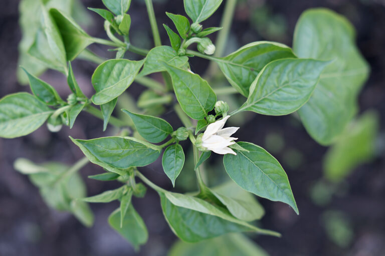 Flowering & first fruit set