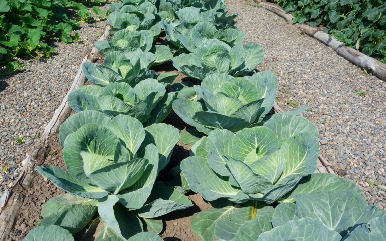 Main veg stage