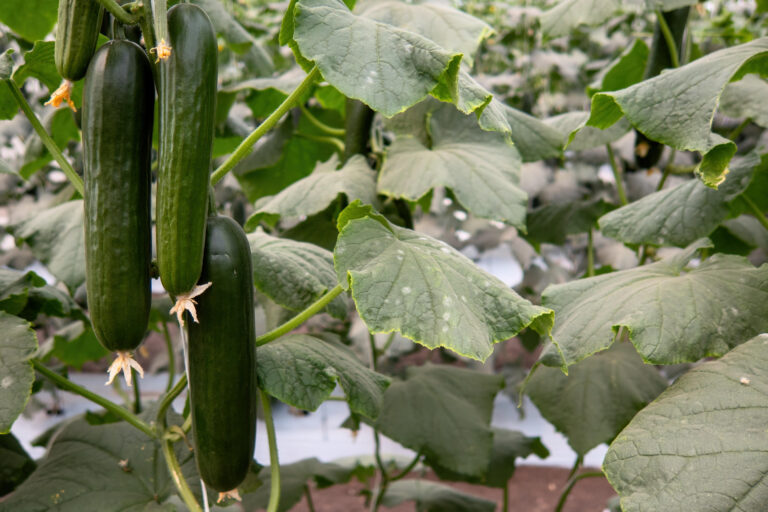 Late season production