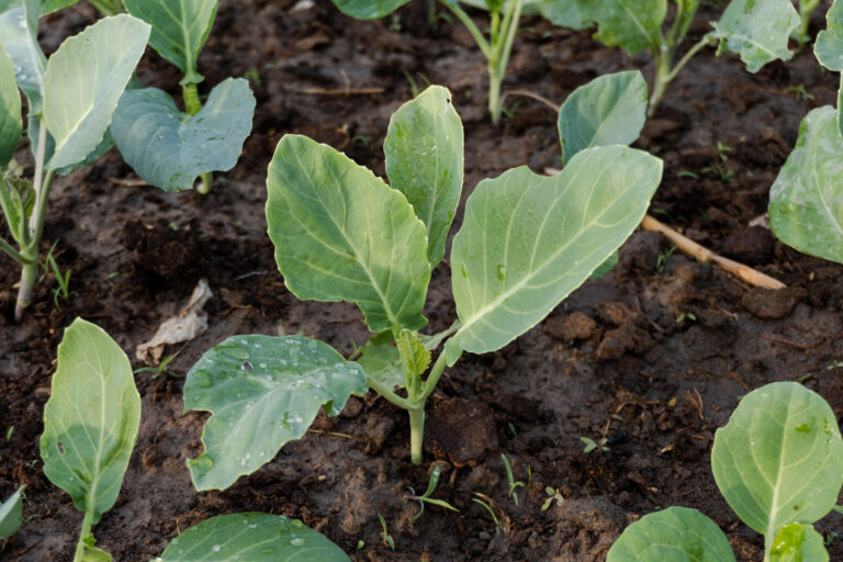 Early leaf development