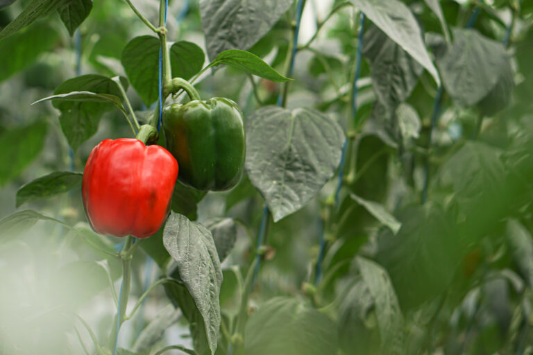 Peak harvest