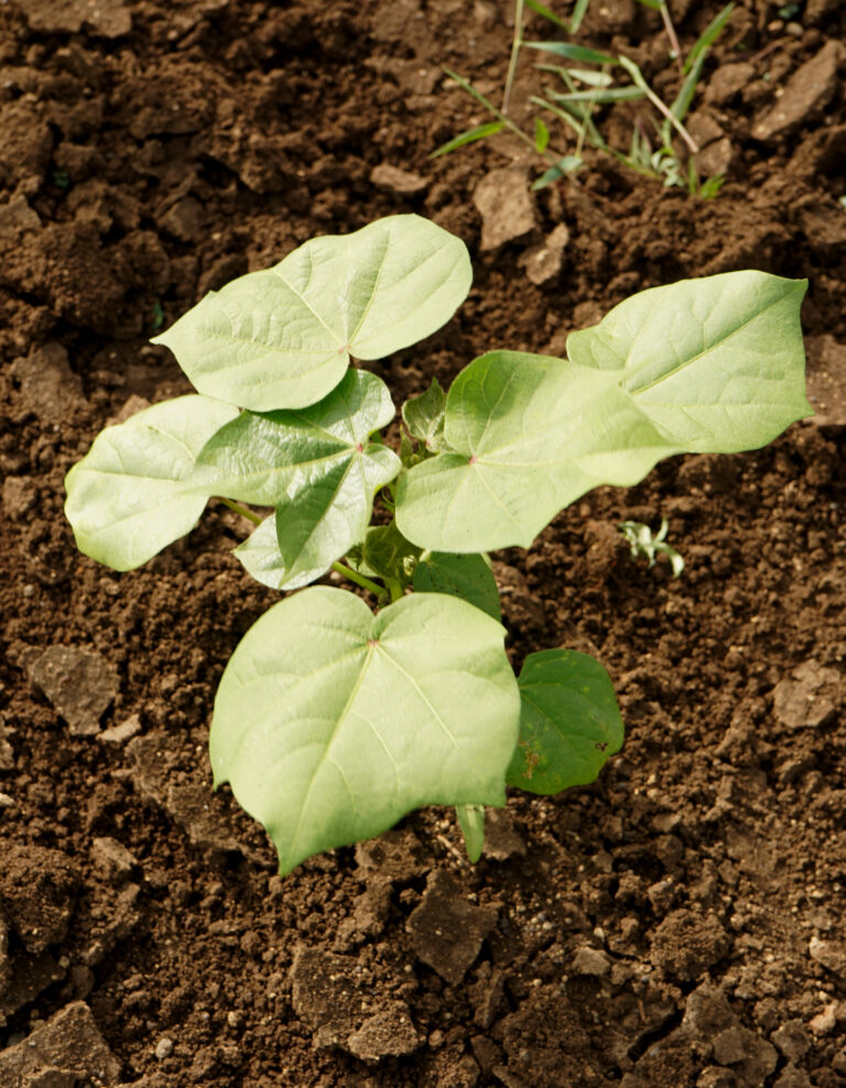 Vegetative growth