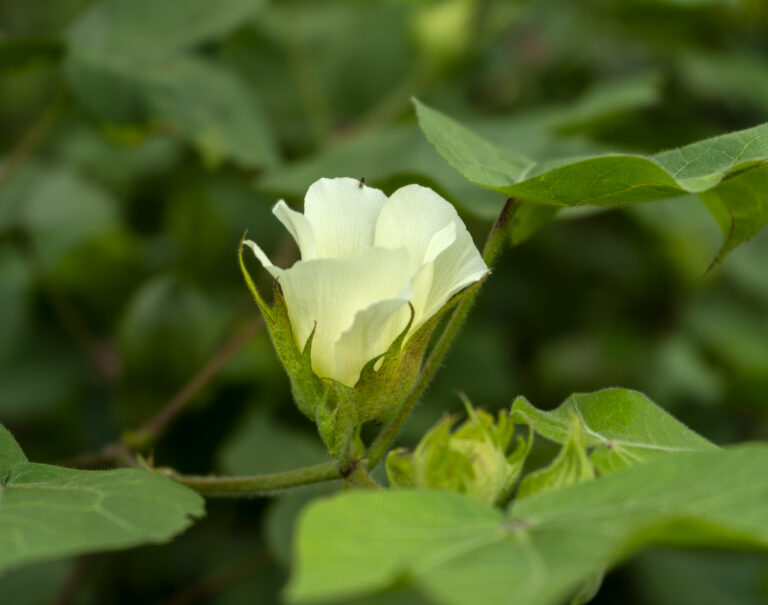 Flowering