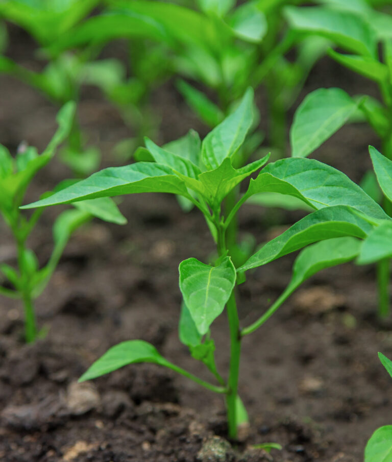 Early vegetative growth