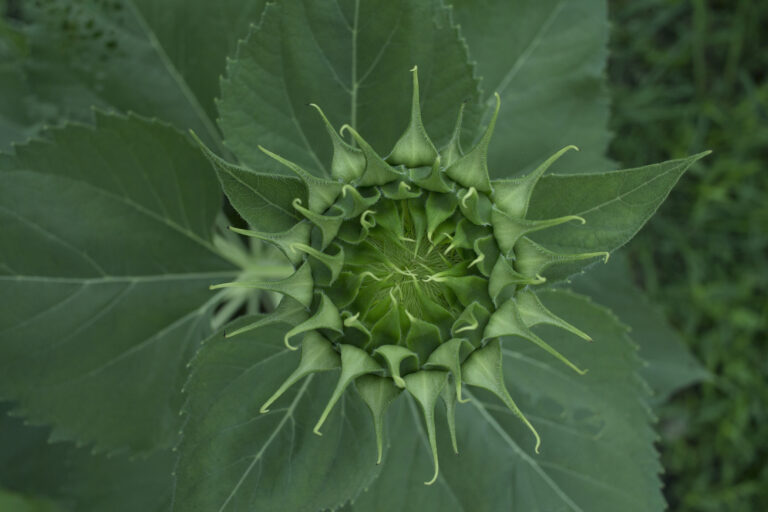 Bud formation