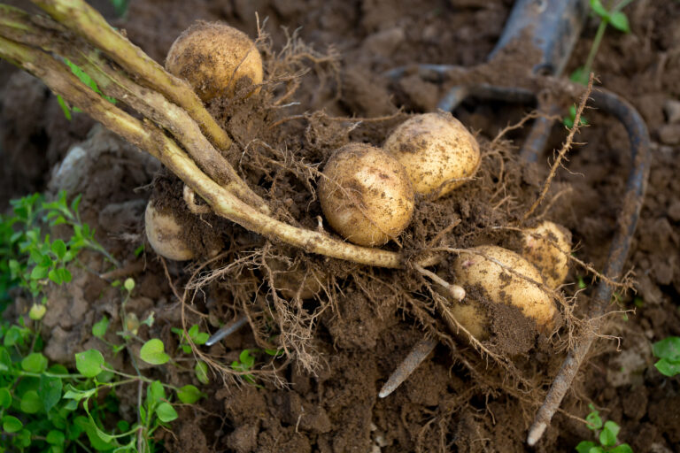 Tuber bulking