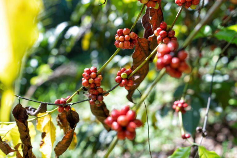 Fruit expansion / bean filling