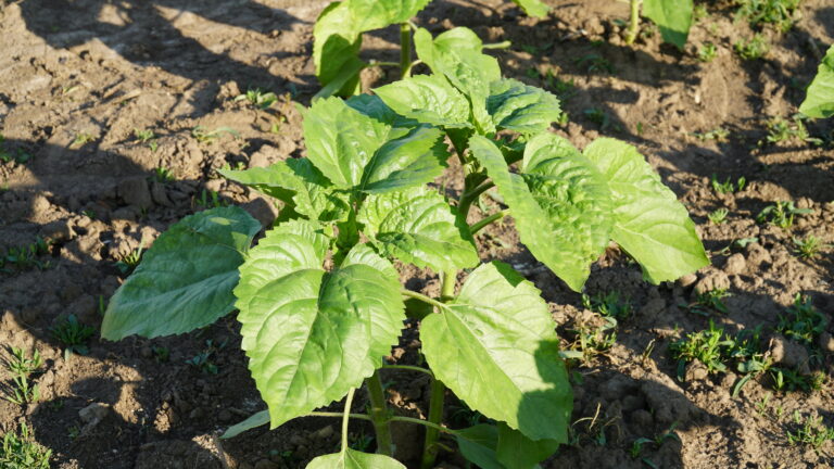 Early vegetative growth