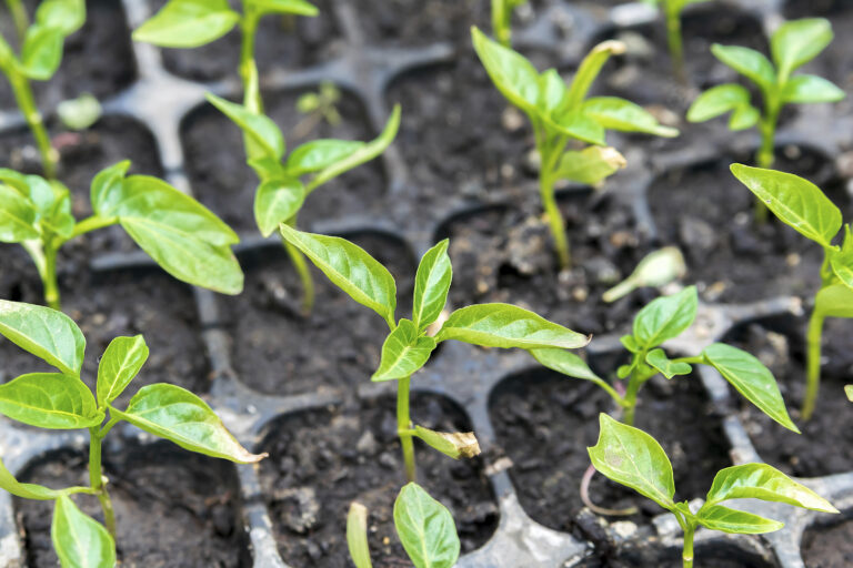 Plant establishment