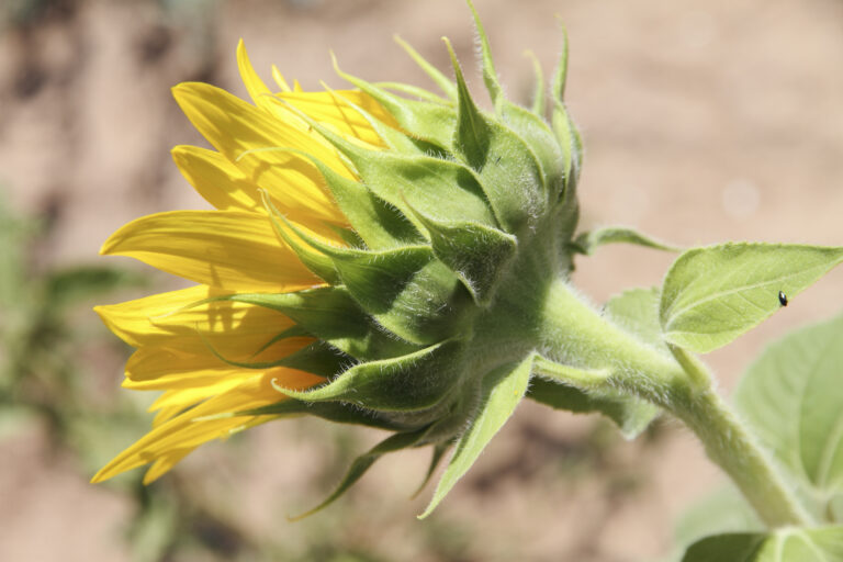 Flowering