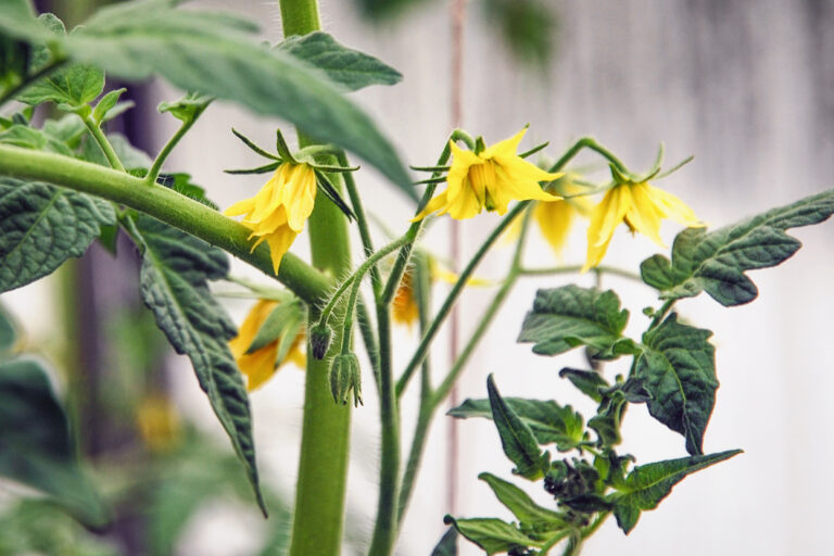 Flowering & fruit set