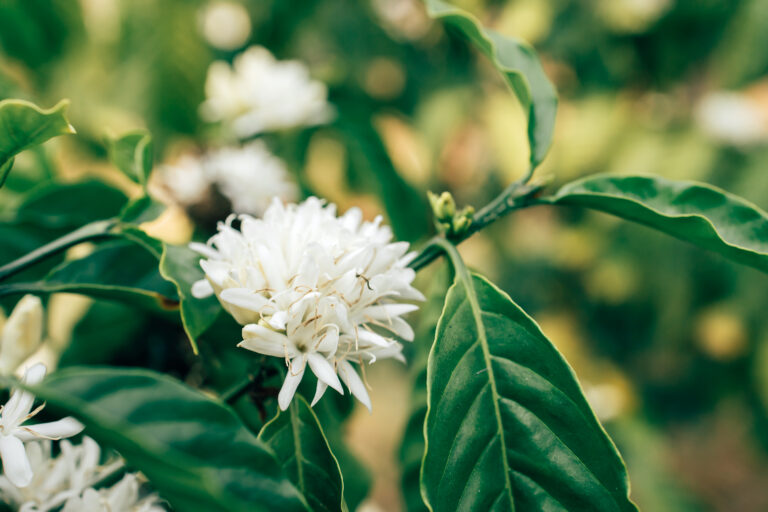 Flowering