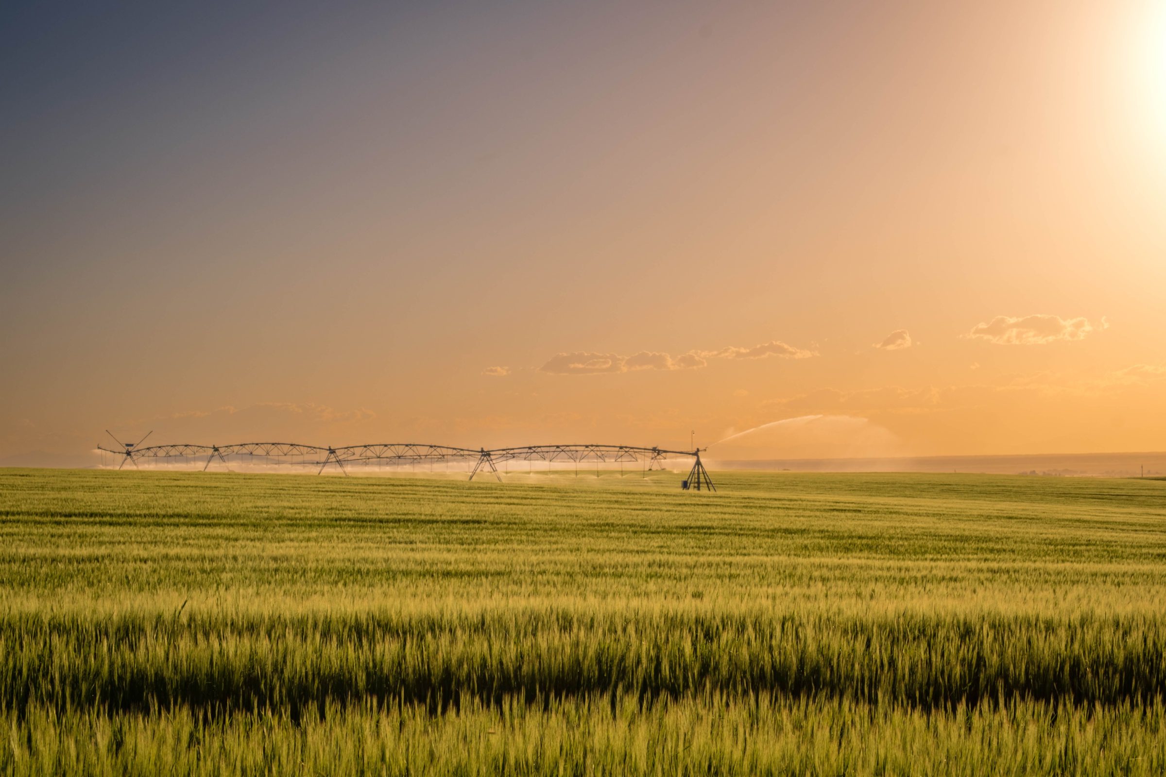 Center pivot irrigating a wheat field at sunset