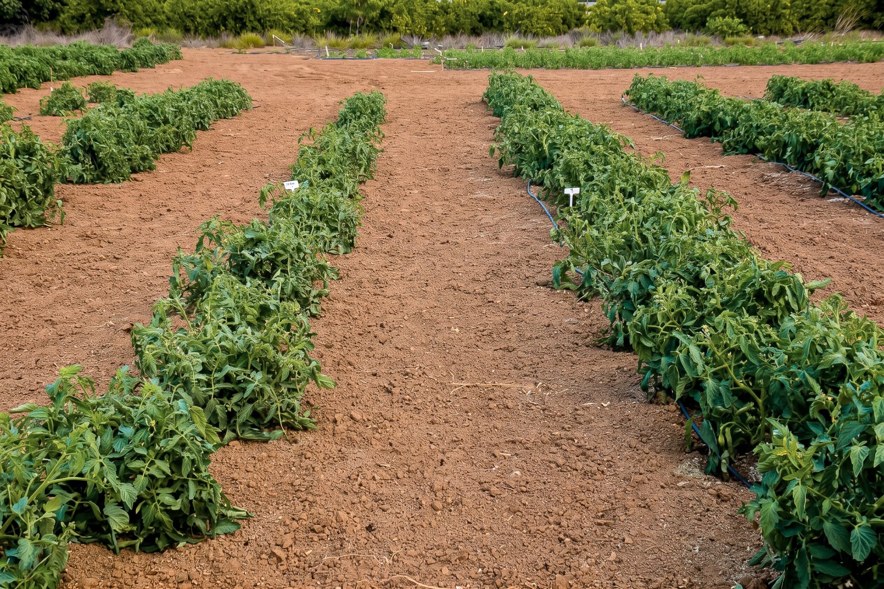 Treated and untreated tomato rows side by side in the Alberic trial, Valencia
