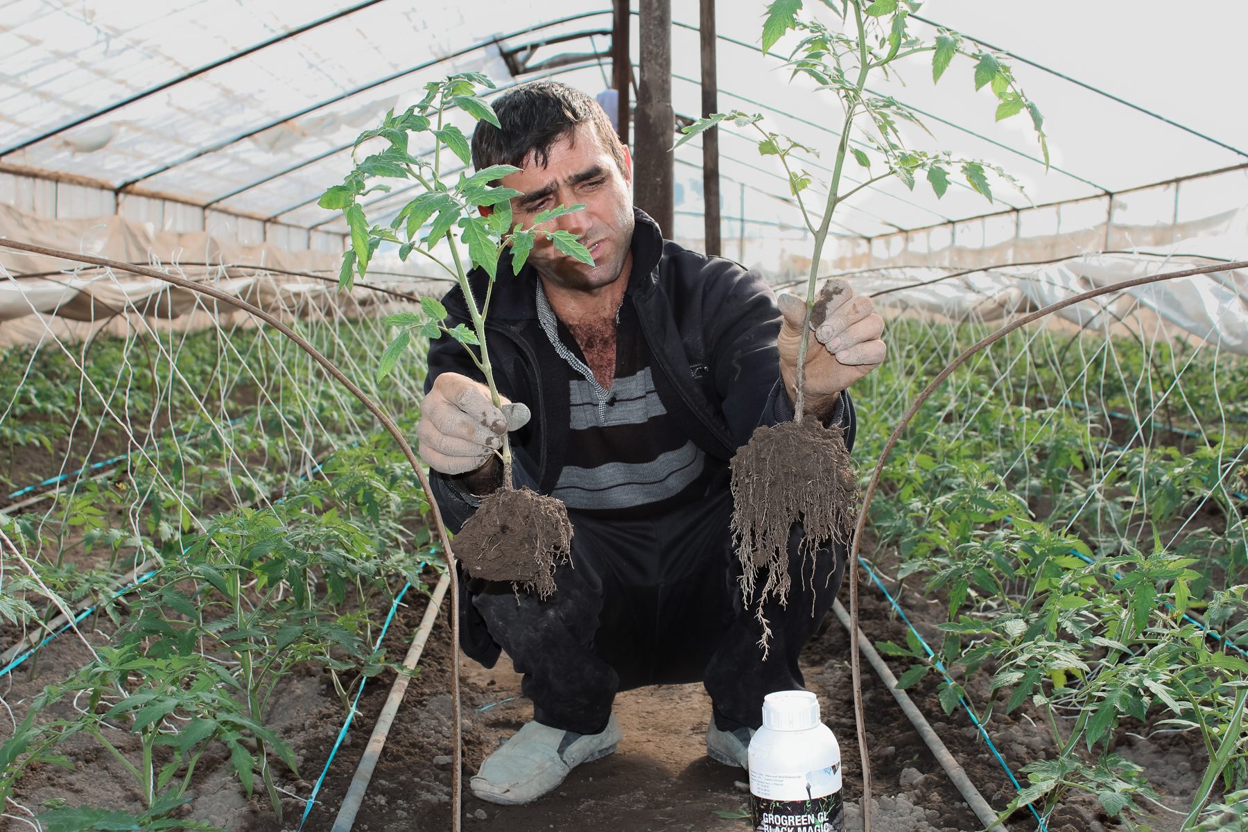 Untreated and Black Magic treated roots from a separate greenhouse trial